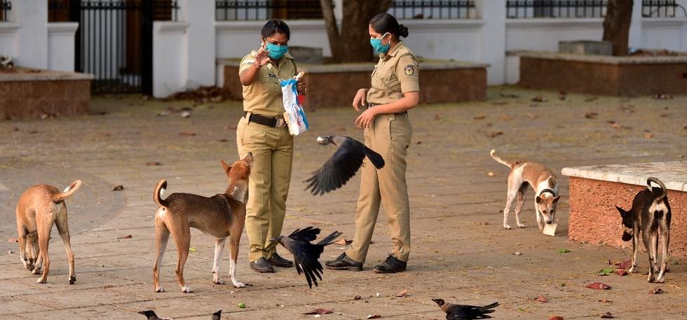 Police officers feeding stray dogs